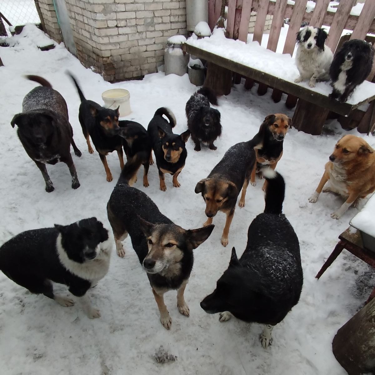 Ещё хороших собачек нам в ленту! Их много не бывает!