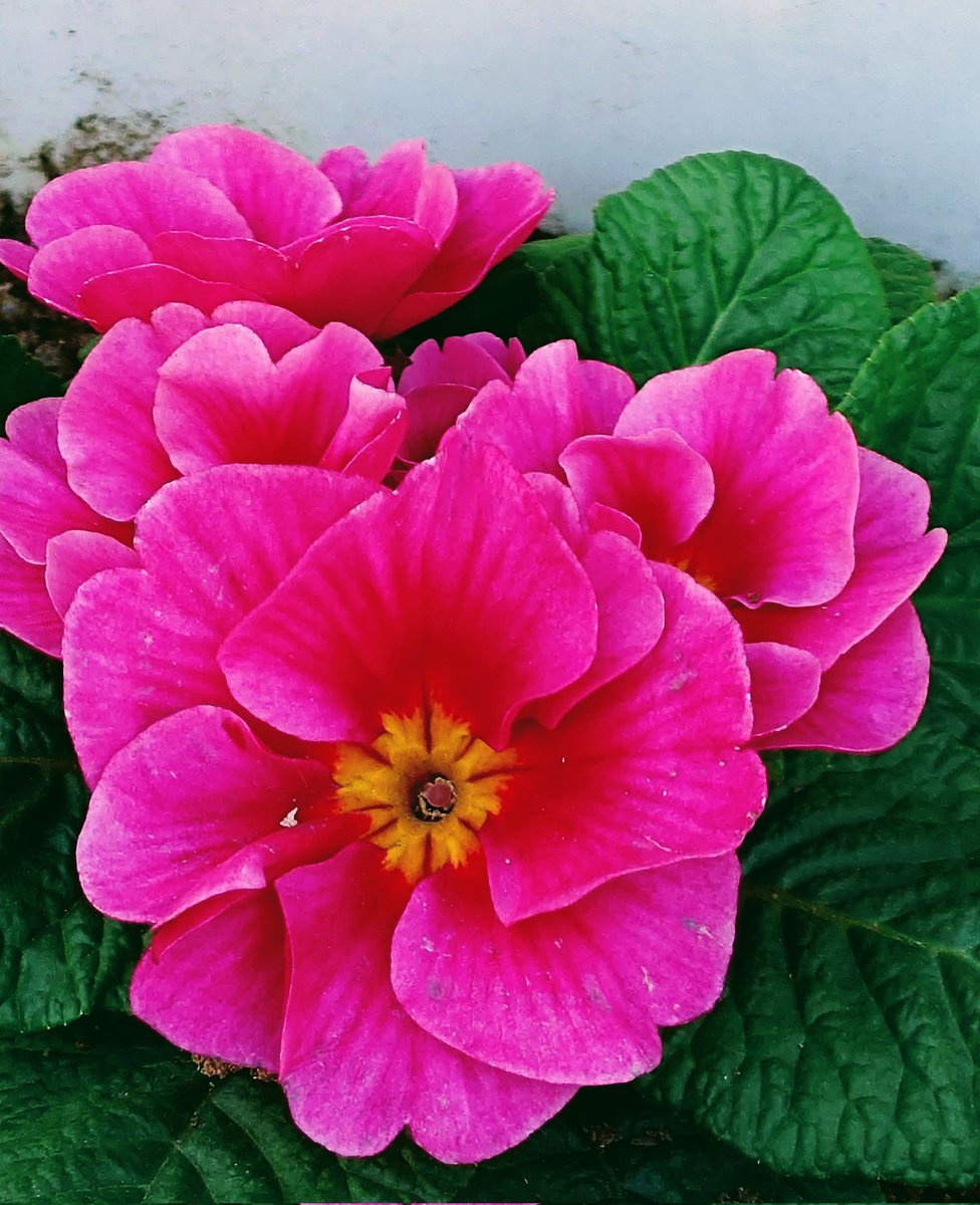 火曜日、お疲れ様でした🙇

風が冷たく寒い通勤途中🥶
日陰でひっそりと咲いている花を見つけました☺️
寒さと冷たい風にも負けず元気に咲いていた花に、丸めた背筋がピンとするような気分😁
元気もらいました💪

明日も穏やかな1日となりますように😊

#日陰に咲く花
#元気もらったら瞬間