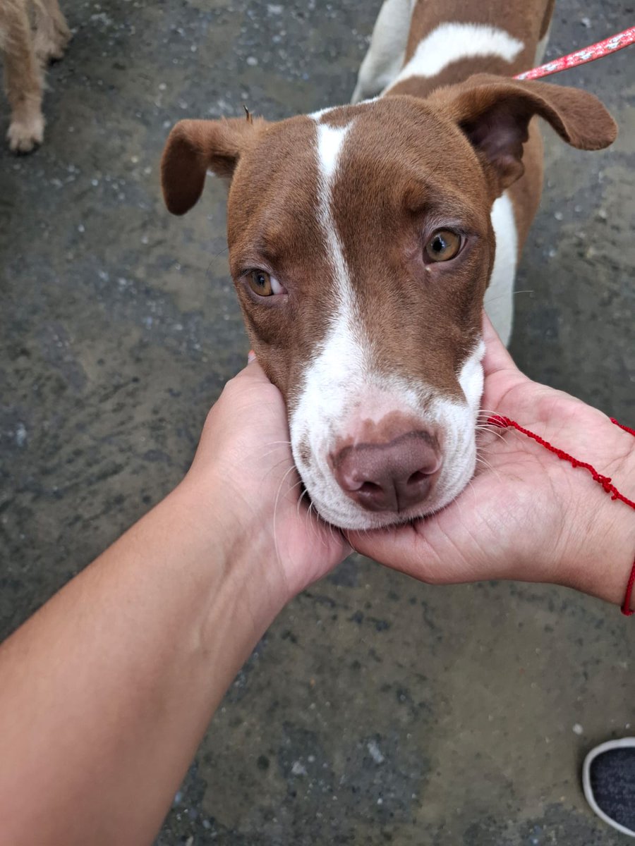 Cristal busca un hogar ❤️

Nombre: Cristal
Sexo: Hembra 
Edad: 1 año
Tamaño: Grande 
Vacunada y esterilizada ✅ 

A esta chiquita la recibimos en Octubre del 2024, estaba en Soacha, al sur de Bogotá abandonada, su "familia" la saco de la casa porque "era muy dañina". 

🏠Buscamos