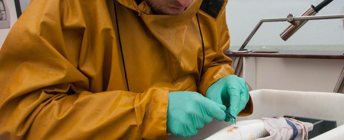 LifeWatch VLIZ tweet media