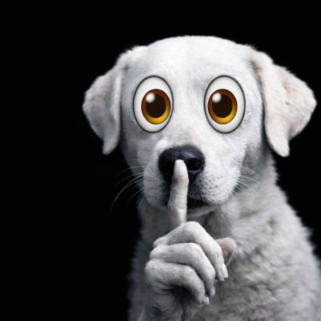 Shh_Dog_Sol's tweet photo. All eyes on $Shh. 👀🐾 https://t.co/ffb590UoZY