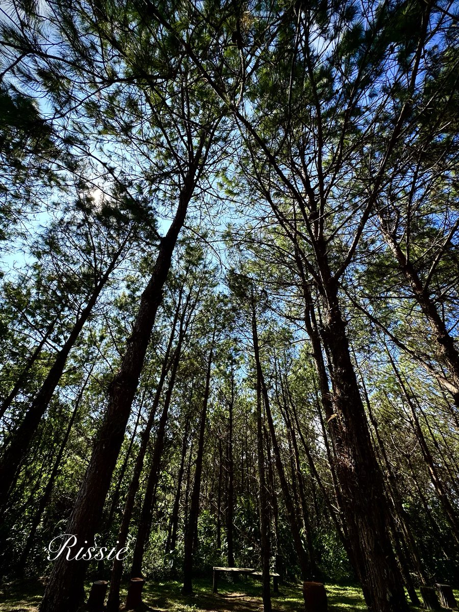 อยากชวนน้องLisa Amazing Thailand Ambassador มาเที่ยวจังหวัดเลย เป็นจังหวัดหนึ่งในภาคตะวันออกเฉียงเหนือตอนบนของประเทศไทย

📍อุทยานแห่งชาติภูเรือ - ช่วงหน้าหนาวอากาศดีมาก วิวสวยสุดๆ

📷  by iPhone15 pm ทุกรูป

#AmazingThailand #AmazingThailandxLISA