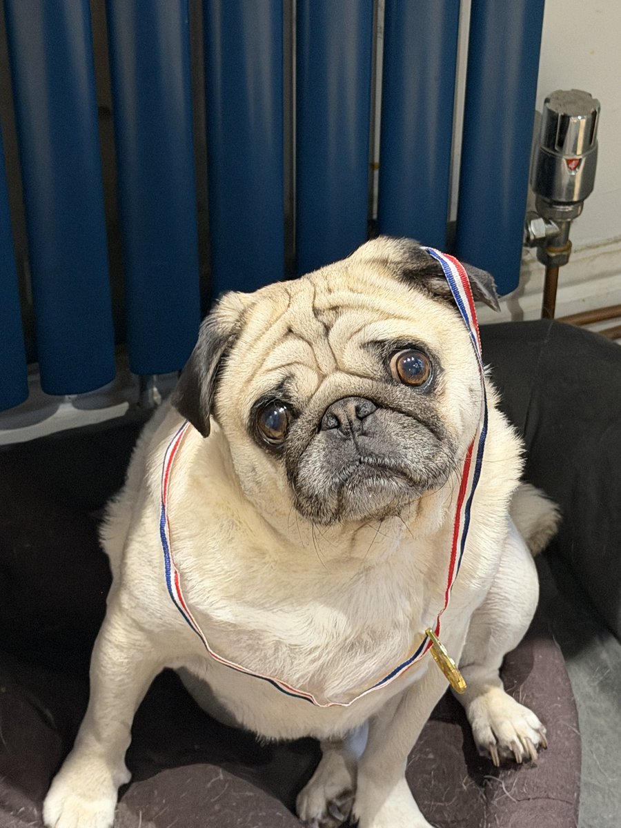 Albert the Pug🌈 (account now run by Betty) tweet media