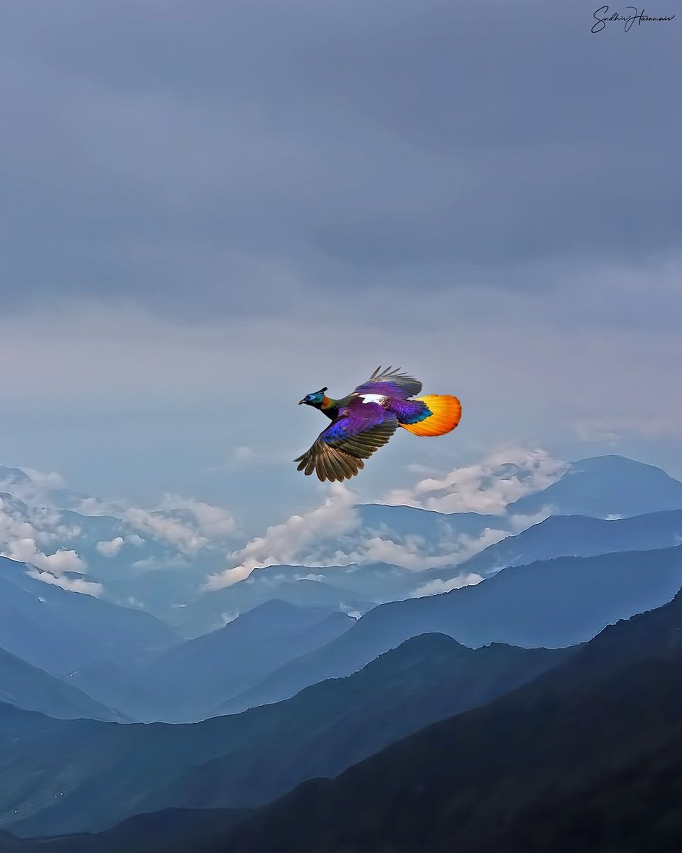 go_uttarakhand's tweet image. State bird of Uttrakhand Himalayan Monal in flight.