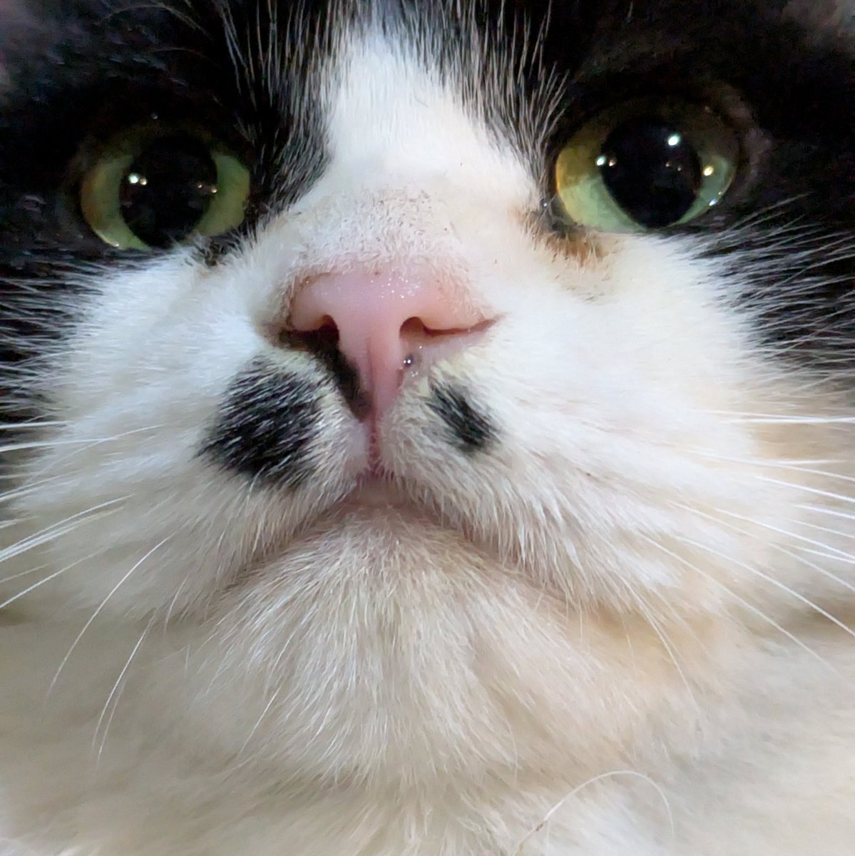 あきにゃんページ キモチ ホットアイマスク にゃんづくしギフト 21枚入り: ORIGINAL