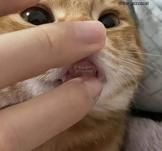 obuckstee's tweet image. 😾😸