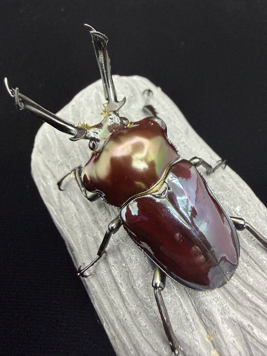 しれっと #Yahooオークション に出品しました❗️ 今週土曜日までと