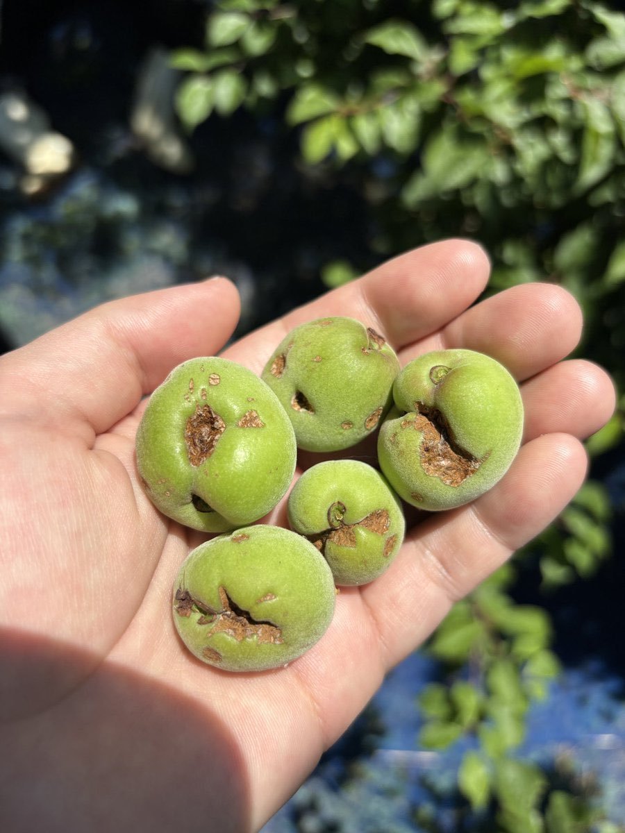 _UMEBOYS_1904's tweet image. 雹に当たって傷ついた梅たち。見た目は痛々しいけど、味も香りも最高。
だから硬くなった部分を取って、種を取って、塩と紫蘇だけの【梅肉チューブ】にしました。

傷のない国産梅は不足していますが、傷のある梅を使った国産の梅肉チューブは和歌山にまだあります。
ぜひこちらを選んでほしいです🙇