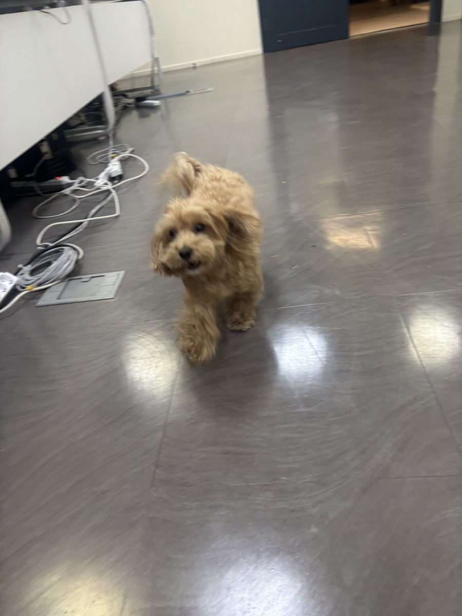 Fdromanee's tweet photo. 하루종일 가나디 복복하다가 퇴근 https://t.co/9oMplttFfh