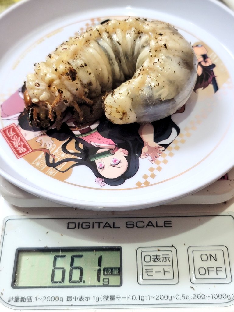JJVENTJJ's tweet photo. #パラワンオオヒラタ 順調に体重増加✨
#ニジイロクワガタ もまたもや幼虫体重自己ベスト更新😆
2026順調です😁 https://t.co/HRfl3wRwFB