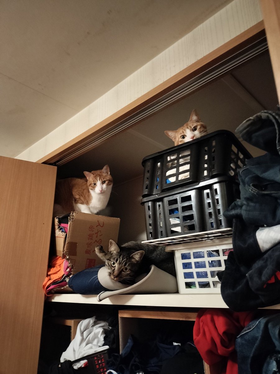 ちのりんパパ りんパパ2022NUEVO (@2022NUEVO1) / Posts / X