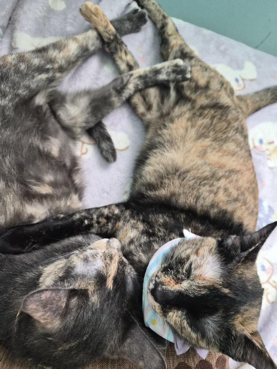 candoevrything's tweet image. น่ารักมาก