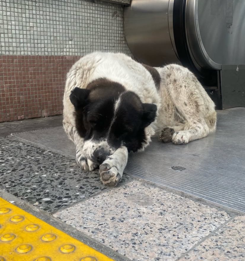 Bir kaldırım taşına bile sığdıramadıkları hayatların ahı her iki dünyada yakalarını bırakmasın . 

Tüm kötülükler masumlara yapılan adaletsizlikle başlar 

 #MatmazelİçinAdalet
