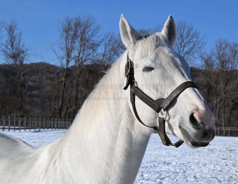 pakapakakobo's tweet image. 【ゴールドシップ🦄ビッグレッドファーム入厩10周年】 
今朝は放射冷却で‐12℃と冷えましたが、太陽が照っていたし風が無いのでゴールドシップは気持ち良さそうにウトウトしていました🦄💤

※BRFからSNS掲載の許可を得ています。（一般見学で撮影した画像・動画のSNS公開は禁止されています）…