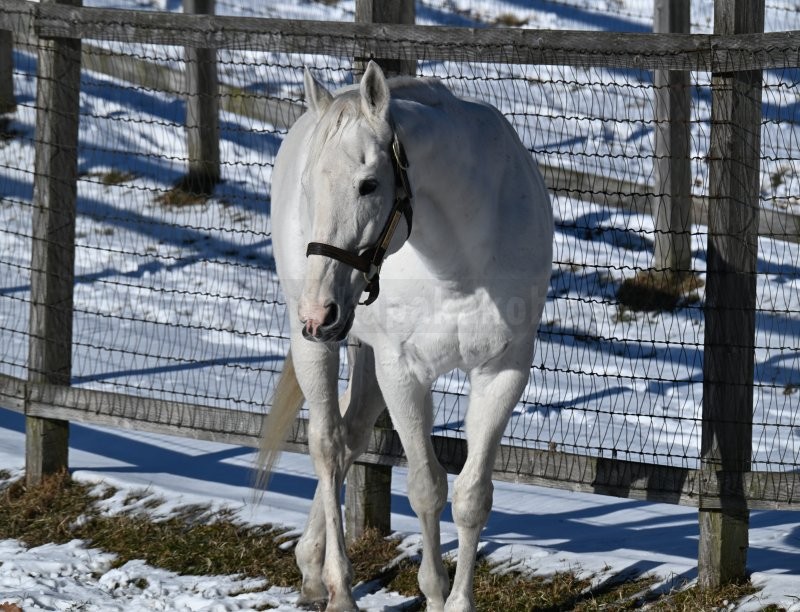 pakapakakobo's tweet image. 【ゴールドシップ🦄ビッグレッドファーム入厩10周年】 
今朝は放射冷却で‐12℃と冷えましたが、太陽が照っていたし風が無いのでゴールドシップは気持ち良さそうにウトウトしていました🦄💤

※BRFからSNS掲載の許可を得ています。（一般見学で撮影した画像・動画のSNS公開は禁止されています）…