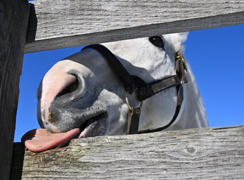 pakapakakobo's tweet image. 【ゴールドシップ🦄ビッグレッドファーム入厩10周年】 
今朝は放射冷却で‐12℃と冷えましたが、太陽が照っていたし風が無いのでゴールドシップは気持ち良さそうにウトウトしていました🦄💤

※BRFからSNS掲載の許可を得ています。（一般見学で撮影した画像・動画のSNS公開は禁止されています）…