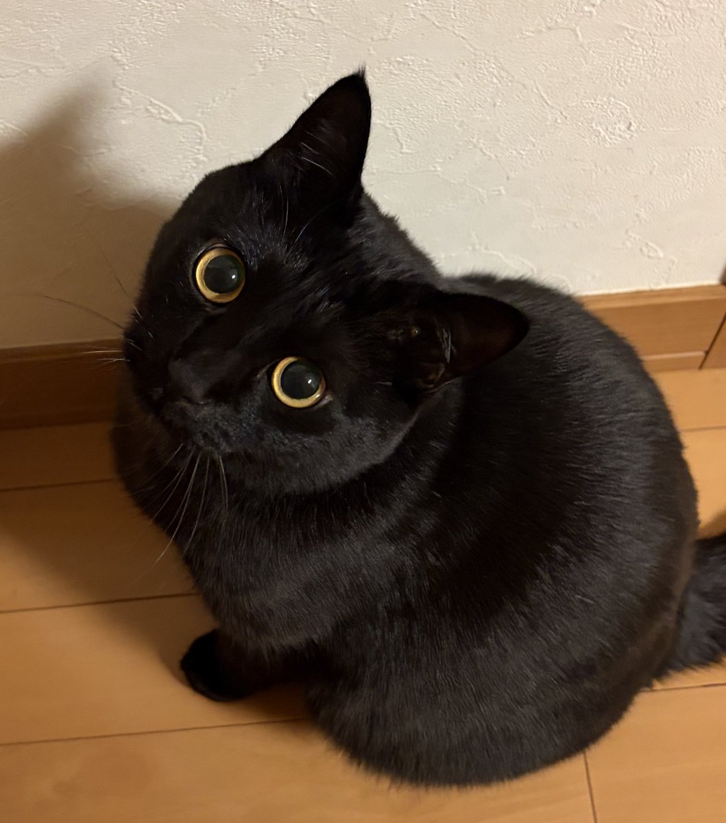にゃあに？ #黒猫