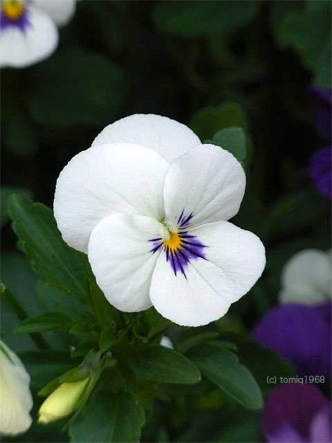 piecebypeacho's tweet image. สวัสดีวันอังคารกีแรกของปี 69 เด้อค่า
สังคัสติจตุรถี ดิถีแรม4ค่ำ ตรงกับวันอังคาร ซึ่งหายากมากๆในแต่ละปี บางปีไม่มีเลย ได้พลังจากพระอังคารด้วย บูชาพระคเณศวันนี้ คุรุท่านก็บอกว่าเทียบเท่าบูชา1ปี (แต่ว่าไม่ใช่ไหว้วันนี้ละทั้งปีบ่ไหว้ไม่ได้นะงับ 555555)

ส่วนภาพดอกไม้ประจำวันนี้
06.01…