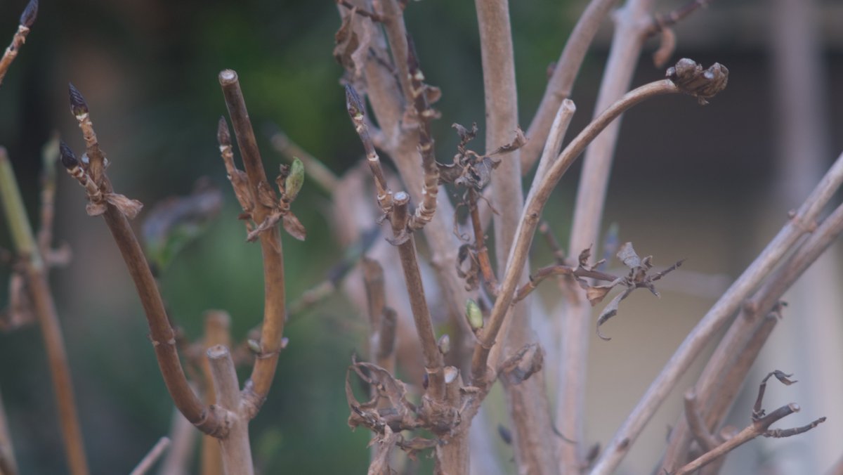 migi_fnwr's tweet image. 散歩したよ
#xt30 #fujifilm #photography