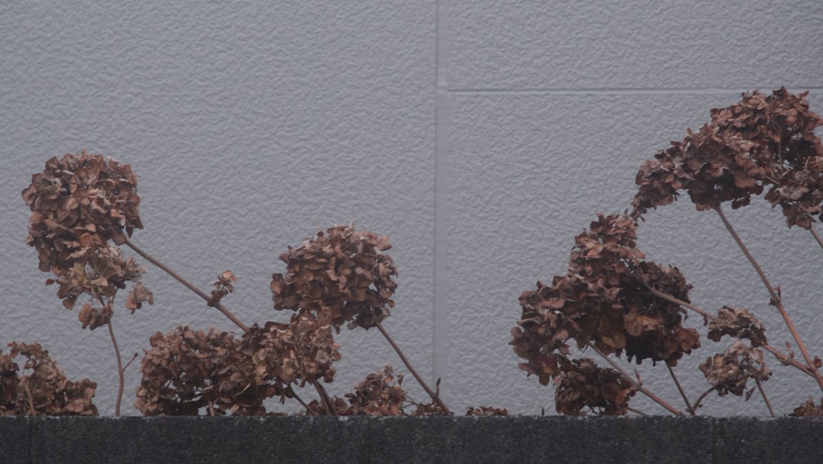 migi_fnwr's tweet image. 散歩したよ
#xt30 #fujifilm #photography