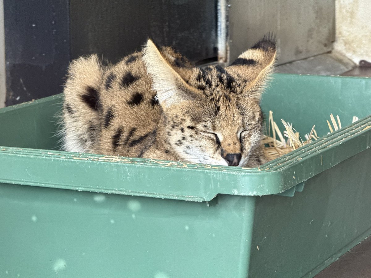 あゆみ (@Ayumi0818Cs) / Posts / X