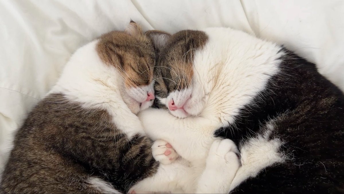 スコスコぽこ太郎&うま次郎 (@PocoUma) / Posts / X