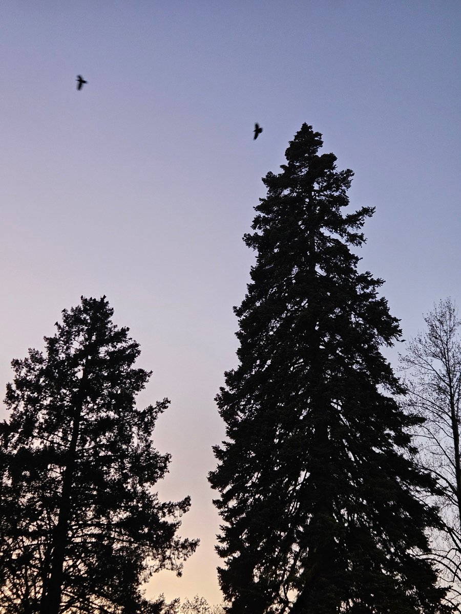 Nemo ❄ tweet media