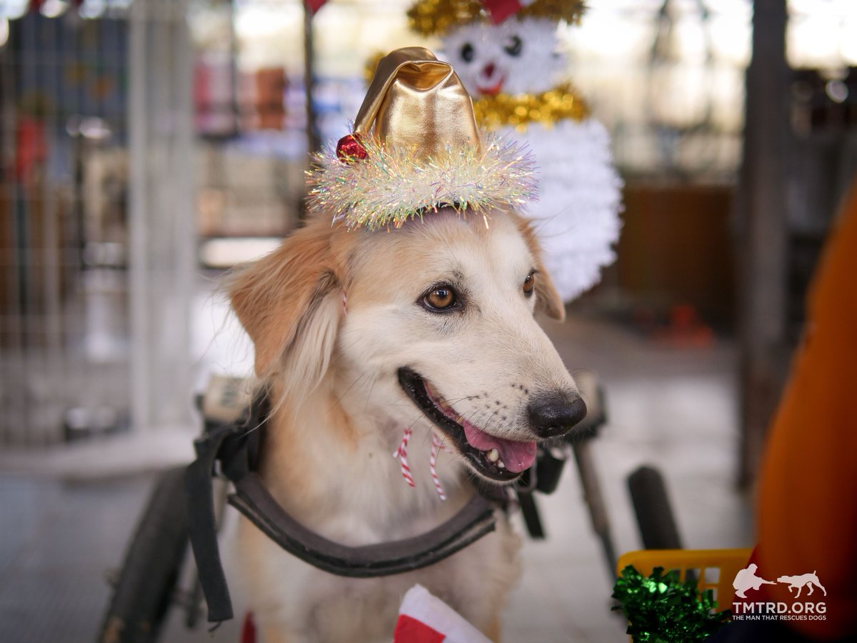 TMTRD - The Man That Rescues Dogs Foundation tweet media