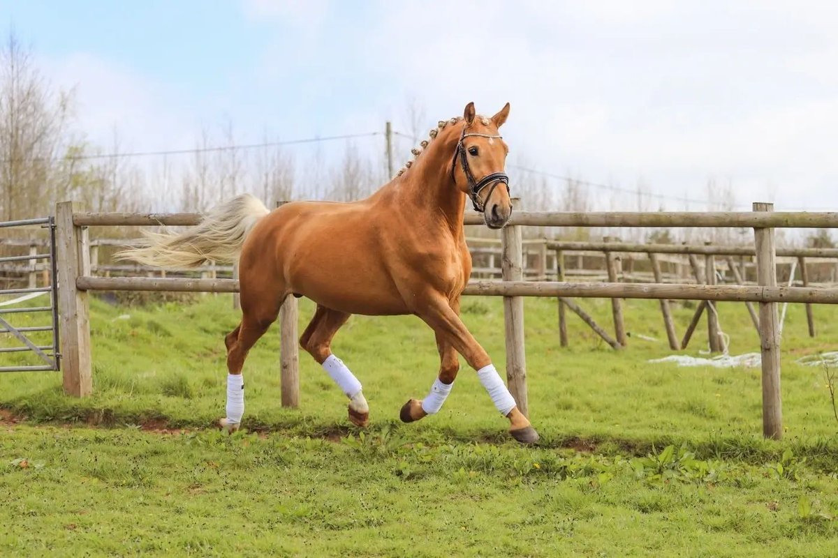 grooms_list's tweet image. JL141037 Merseyside – Junior Stud Groom required for Competition Stud 

*Single accommodation *5 day week *IRO £25k pa *Pets possible *Career opportunity
thegroomslist.co.uk/equine-jobs/14… 

#jobsinmerseyside #studwork #careersinbreedinghorses #thegroomslist #careeropportunity