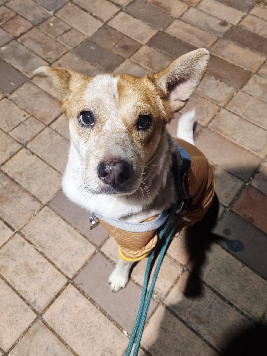 배고프니까 엄청 착하고 똑똑한 강아지가 됐어요
엄청 성의있는 이쁜척 중ㅋㅋ

#가족찾는마일로