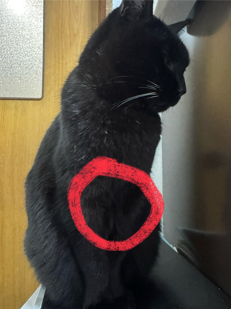 buriburiflaska's tweet photo. ここに顔を突っ込んで猫吸いをキメる https://t.co/GeqYGA4gZi