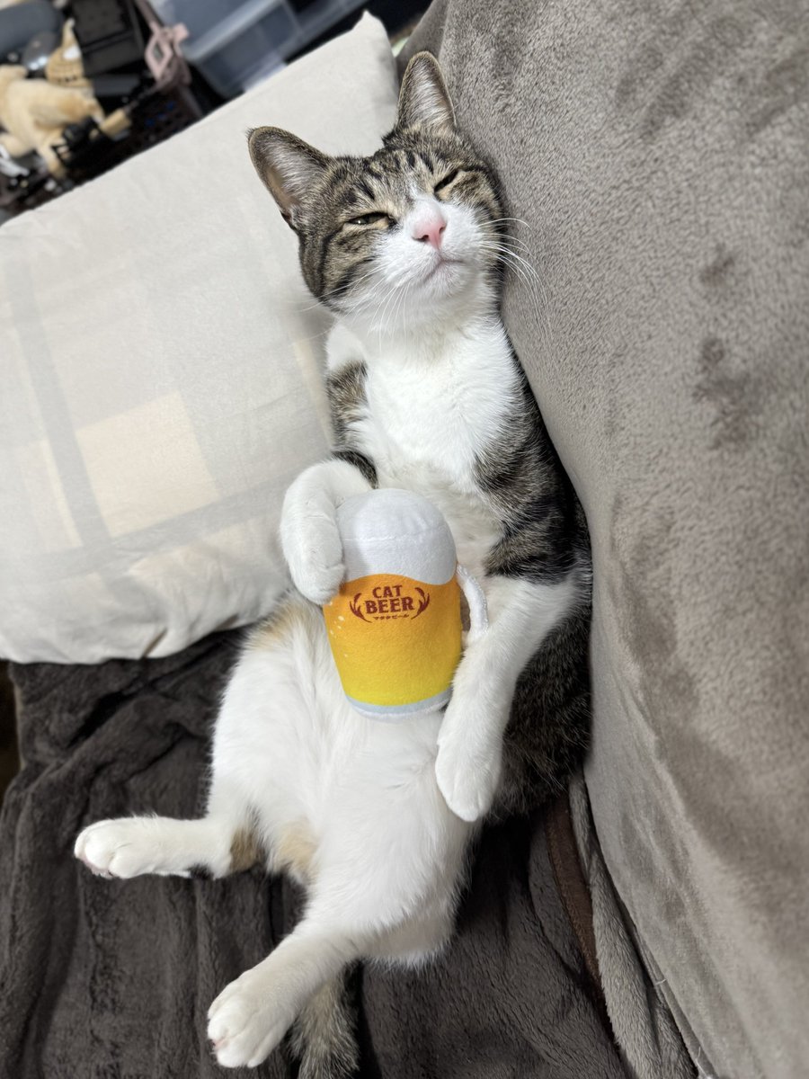 ぎんのねこ (@ginnonekoch) / Posts / X