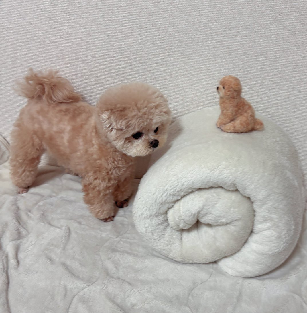 Fuwancho319's tweet photo. このセット可愛い🧸

#ポメプー https://t.co/vZLD5tjMgp