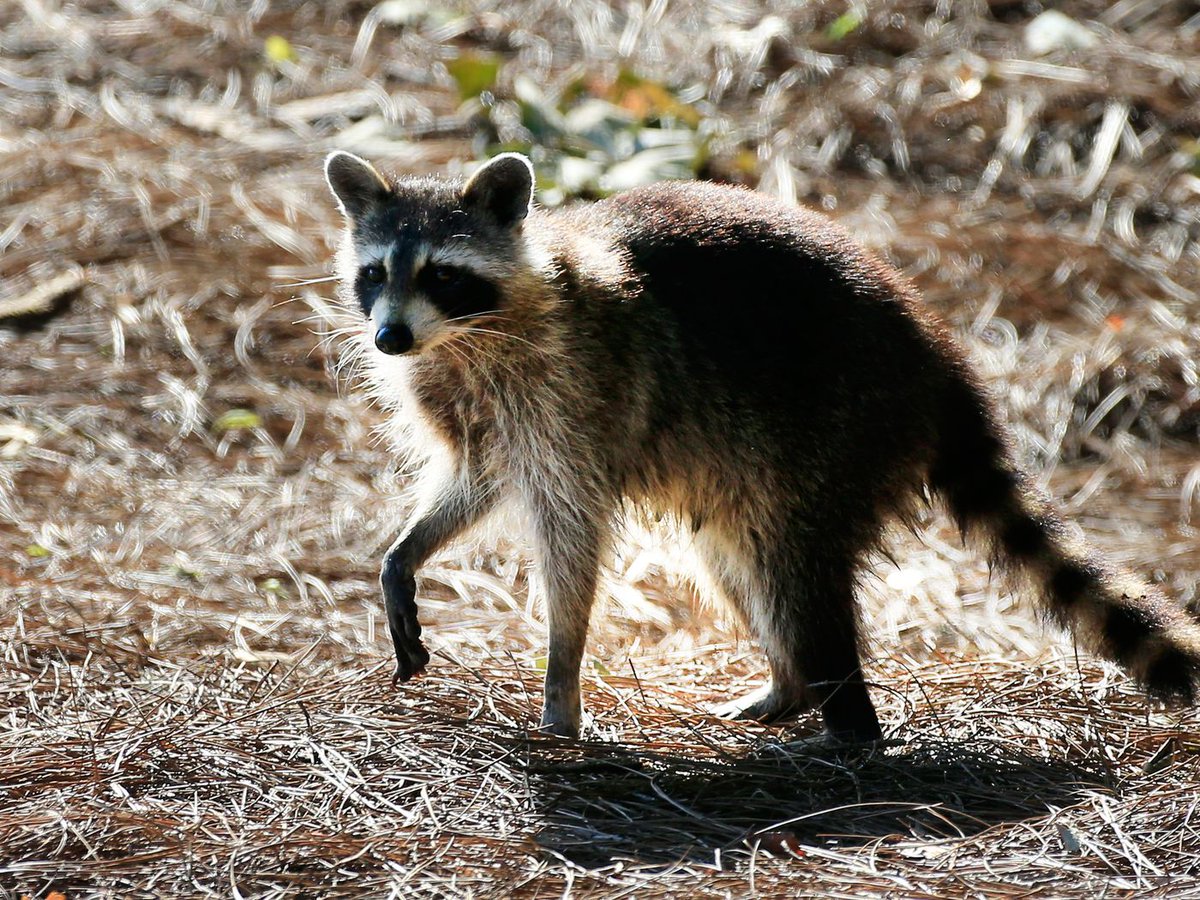Every Racoon Raccoons Every Hour (@Raccoon_Hours) / Posts / X