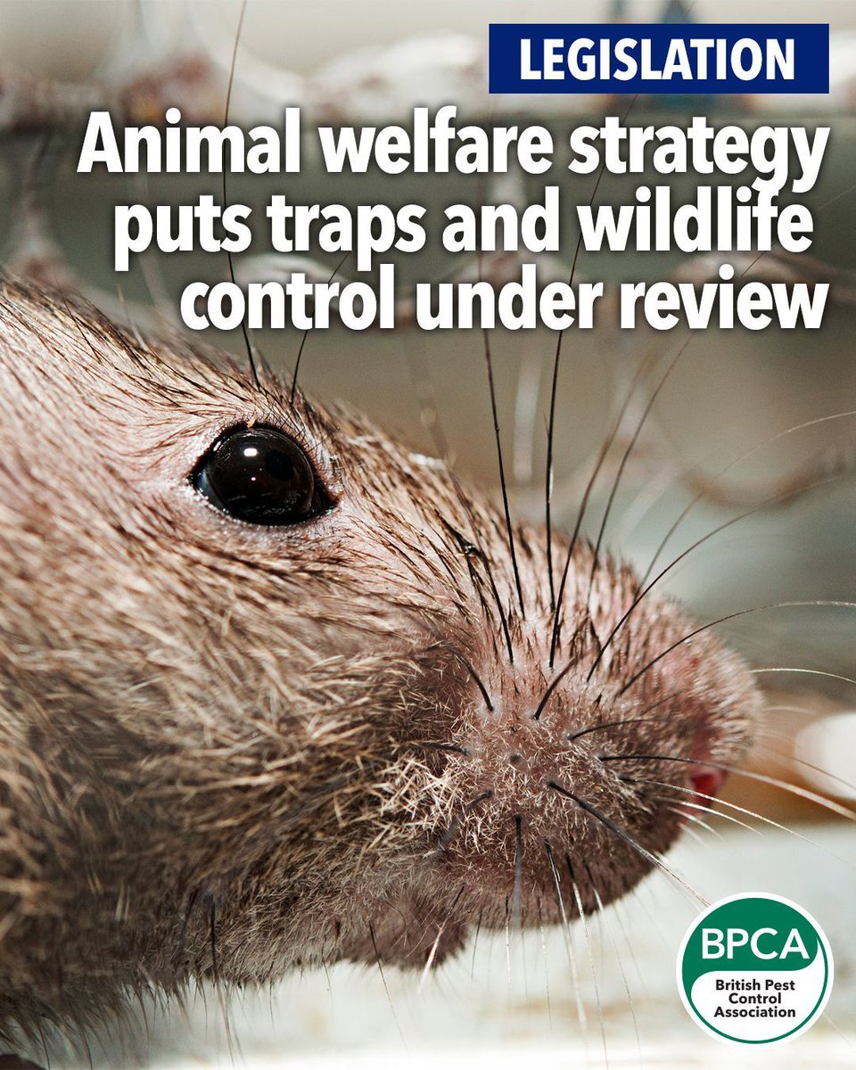 britpestcontrol's tweet photo. The government has published its Animal Welfare Strategy for England 📝 setting out a series of commitments that could have significant implications for wildlife control and pest management activity.  

🔗 Read more: https://t.co/fbBAZwegID 

#PestControl #Legislation #Lobbying https://t.co/rOwNDbqKTp