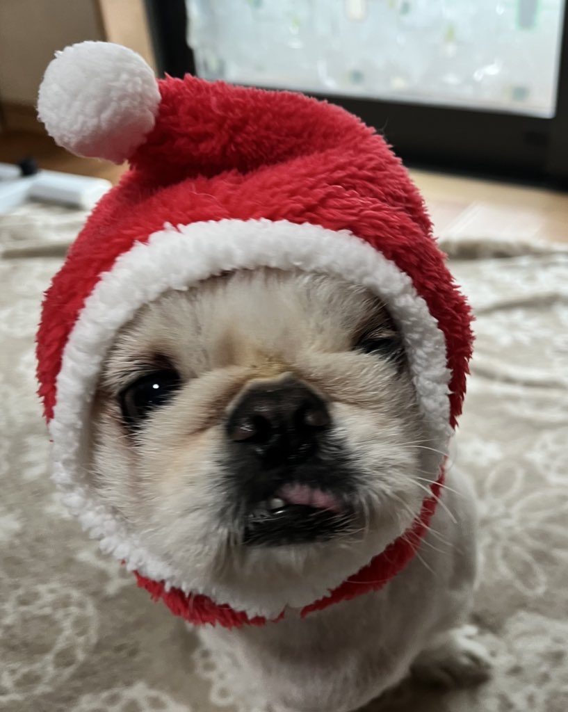 puuuuug1's tweet image. この日に戻りたい飼い主
 #MerryChristmas  #サンタ #ペキニーズ