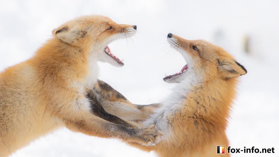 狐ページ Post by キツネ写真館@C107コミケ12/31(水)西2あ73ab on X: 正面からの