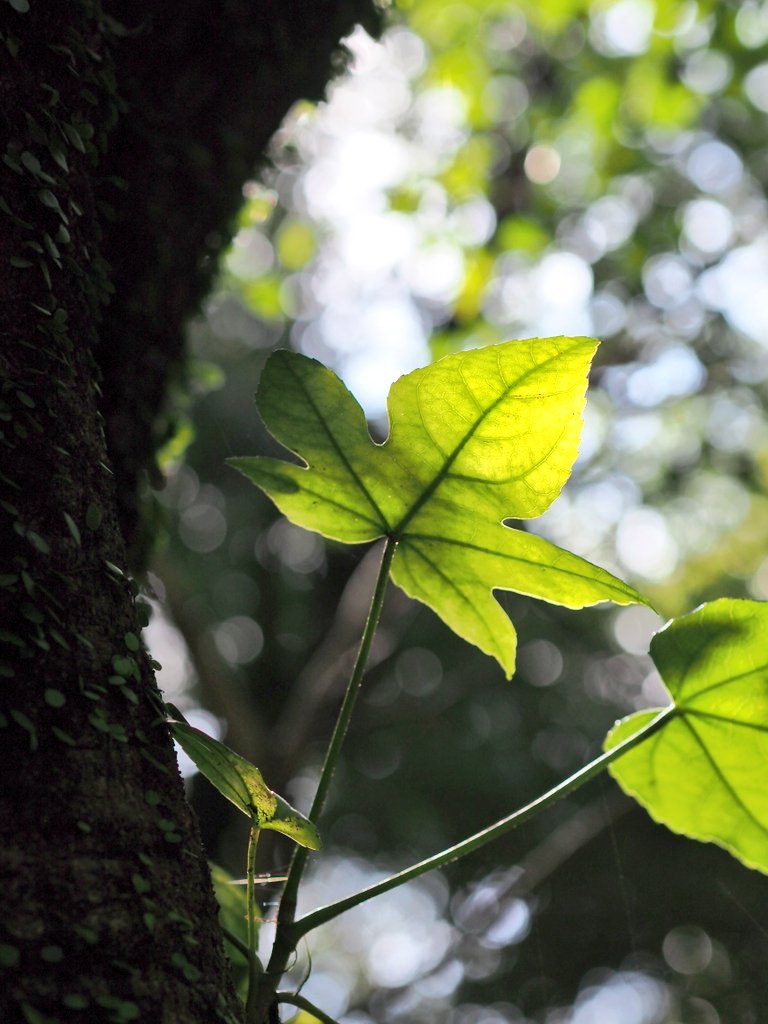 ✨極美品✨オリンパス E-PL6❤️ショット数わずか1,473回！ ✨極美品✨オリンパス E-PL6❤️ショット数わずか1,473回！ しぱわん