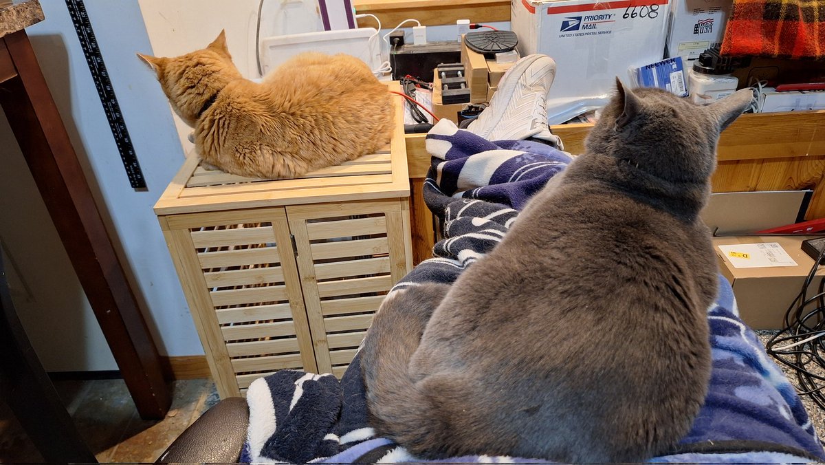 Spaetzle has taken over nursing duties. Though now that it's in the it hurts the worst next day  phase, I definitely prefer my 8.5 lb cat over my 15 lb one.