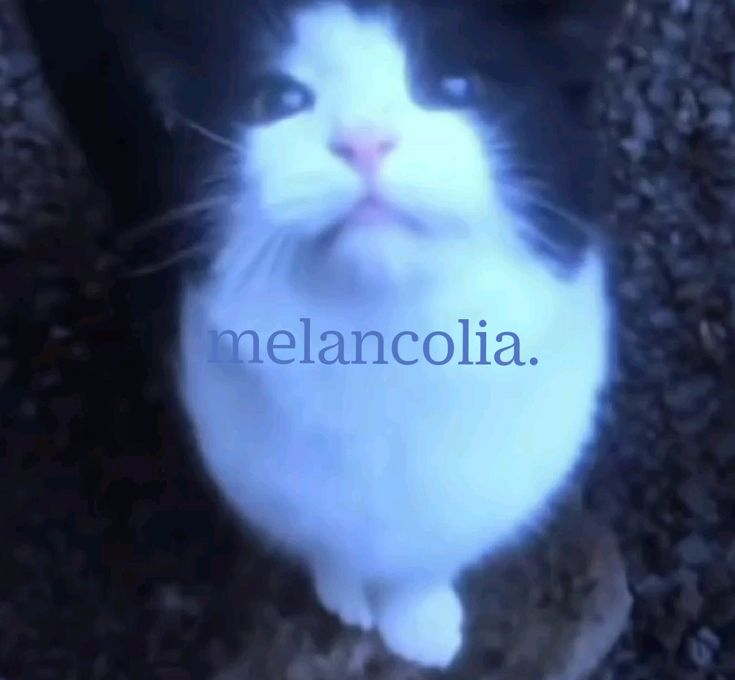 odeiootaco's tweet image. 