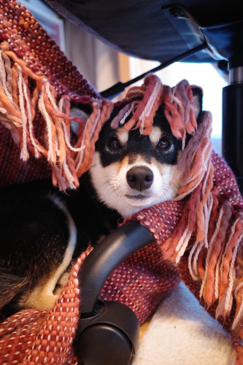 🧶
#豆柴　#小豆柴　#黒豆柴　#黒柴　#柴犬　#しばいぬ　#しば　#まめしば