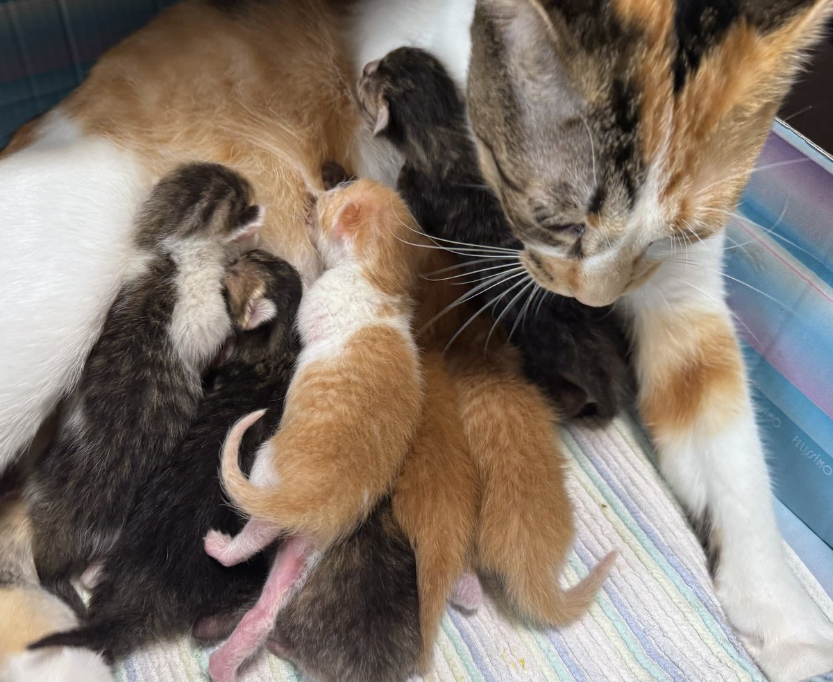 とらねこ🍺 (@chatoraneko) / Posts / X