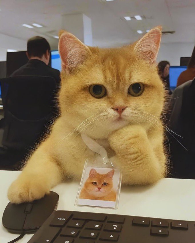 Eco 🇪🇺 tweet media