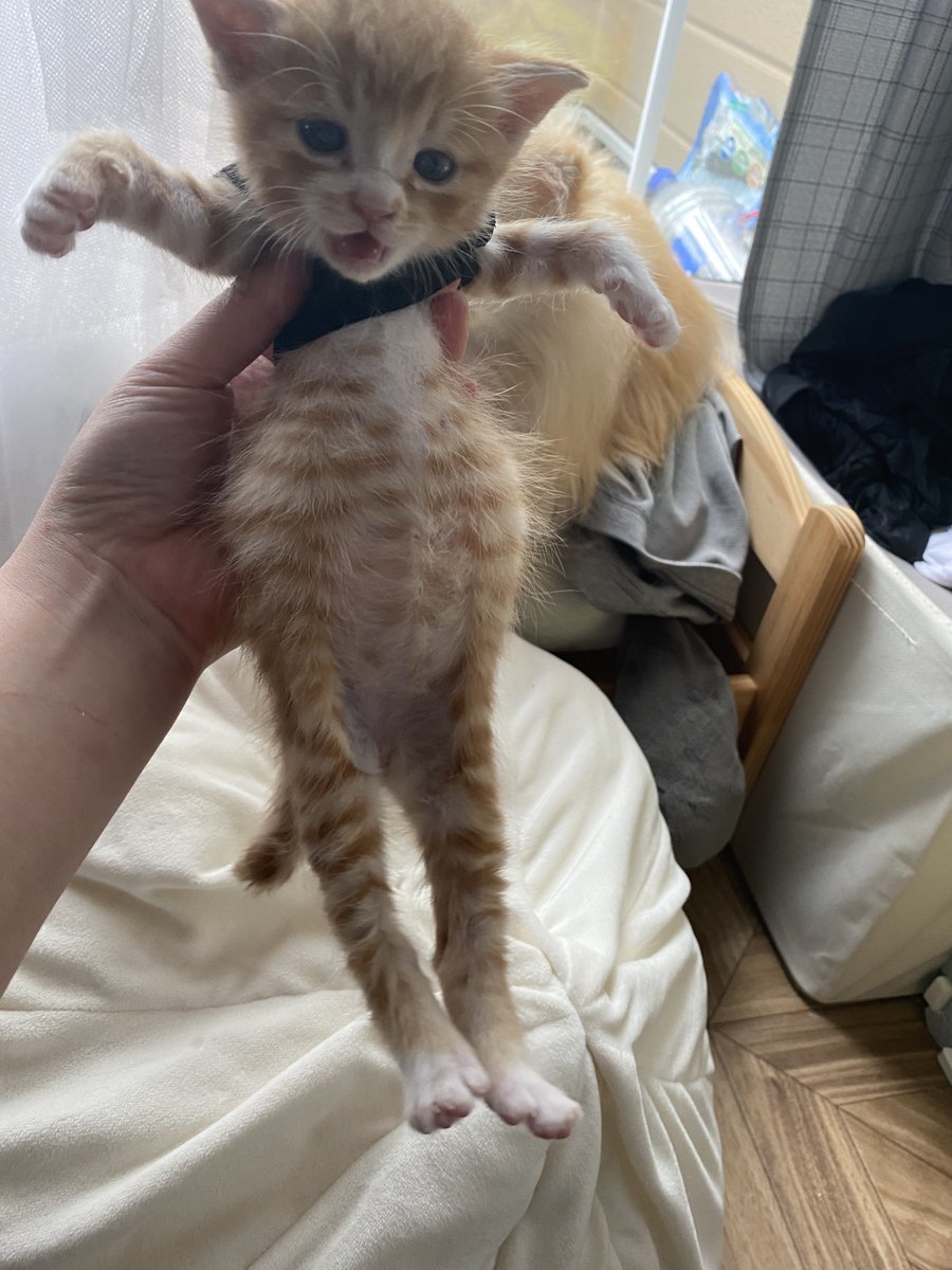 yapomesa's tweet image. ごおくの舞