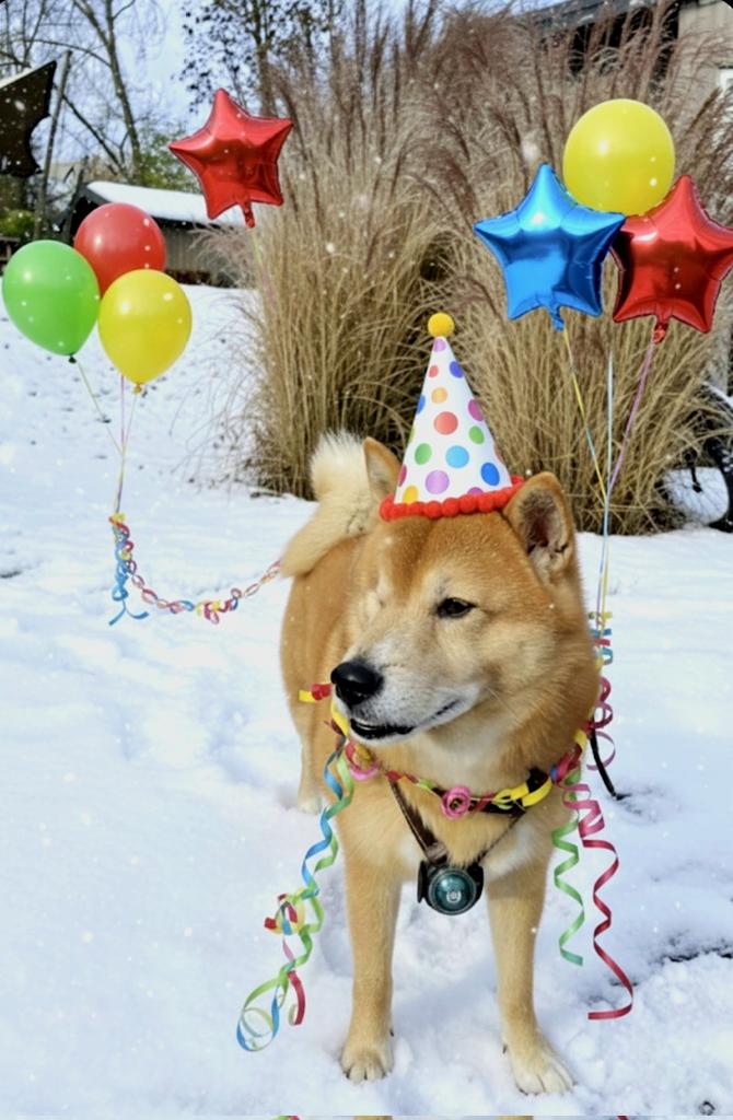 HaatLama's tweet photo. @MissFoxxyy Happy birthday Jakey🥳🐾❤️ https://t.co/wGYrhqvhHH