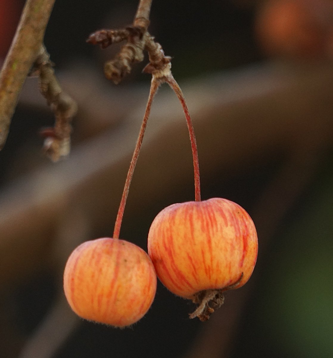 Trocha barviček🍒❄️🍎.
Stromy i keře byly plody letos doslova obalené, ale minijablíčka už jsou většinou chladem poničená, pomrzlá. Na fotce jsou poslední mohykáni. Zato kuličky svítí v námrazou ozdobených křoviskách jako světýlka ...
Pěkný den☀️❄️🙂