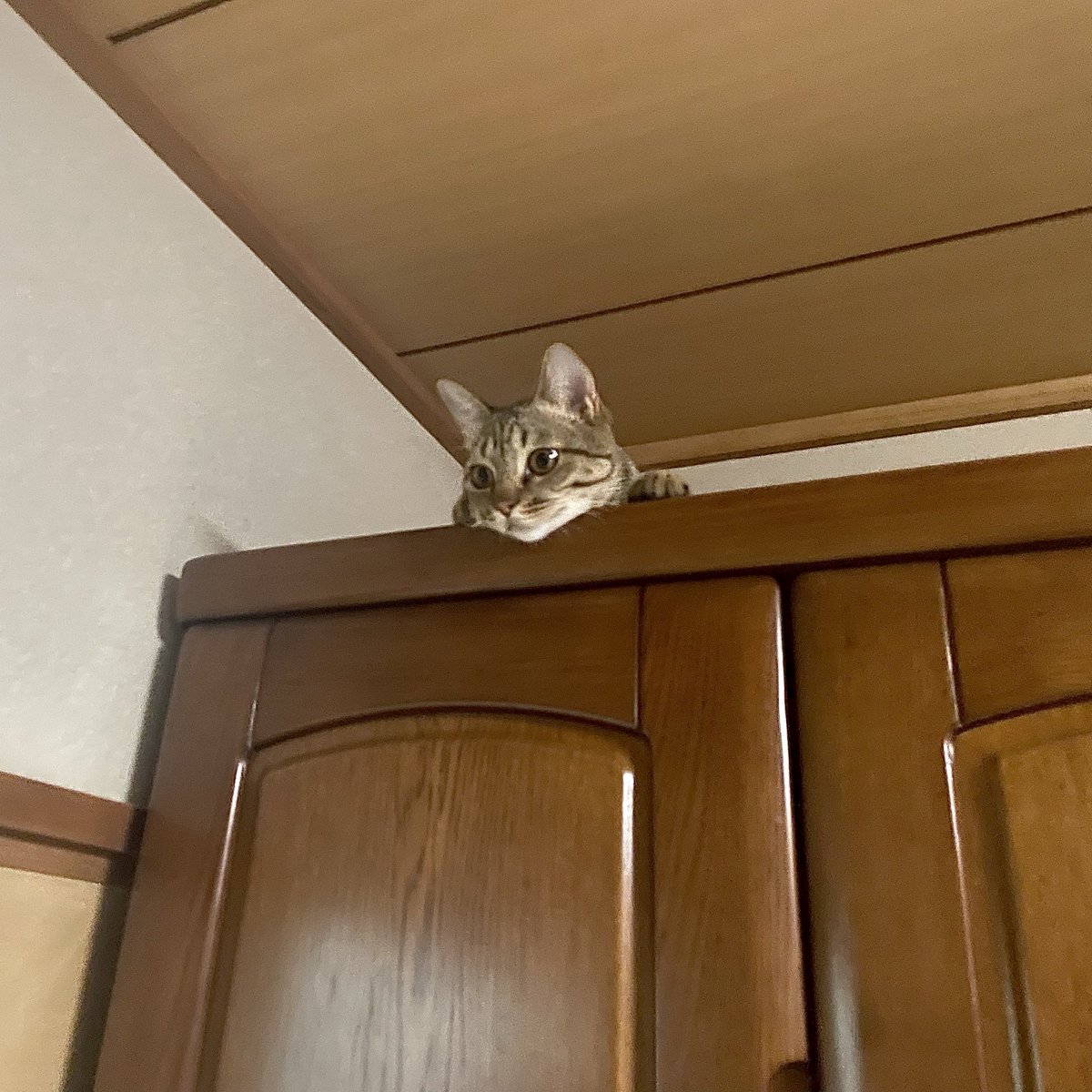 bn_tora_'s tweet photo. 降りれず途方に暮れる図

#猫のいる暮らし #猫のいる幸せ #キジトラ #猫 
#猫好きさんと繫がりたい https://t.co/BPdiCZbmbj