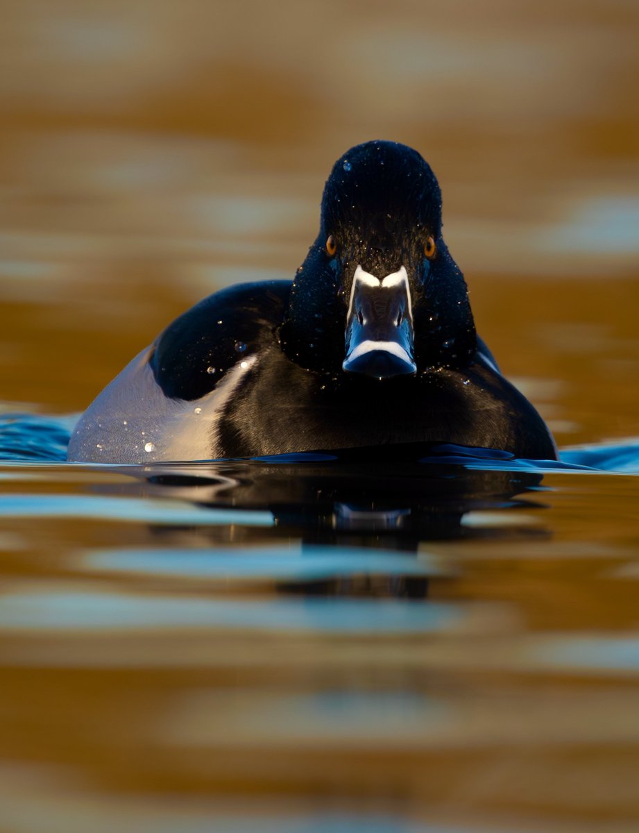 Sam Goddard tweet media