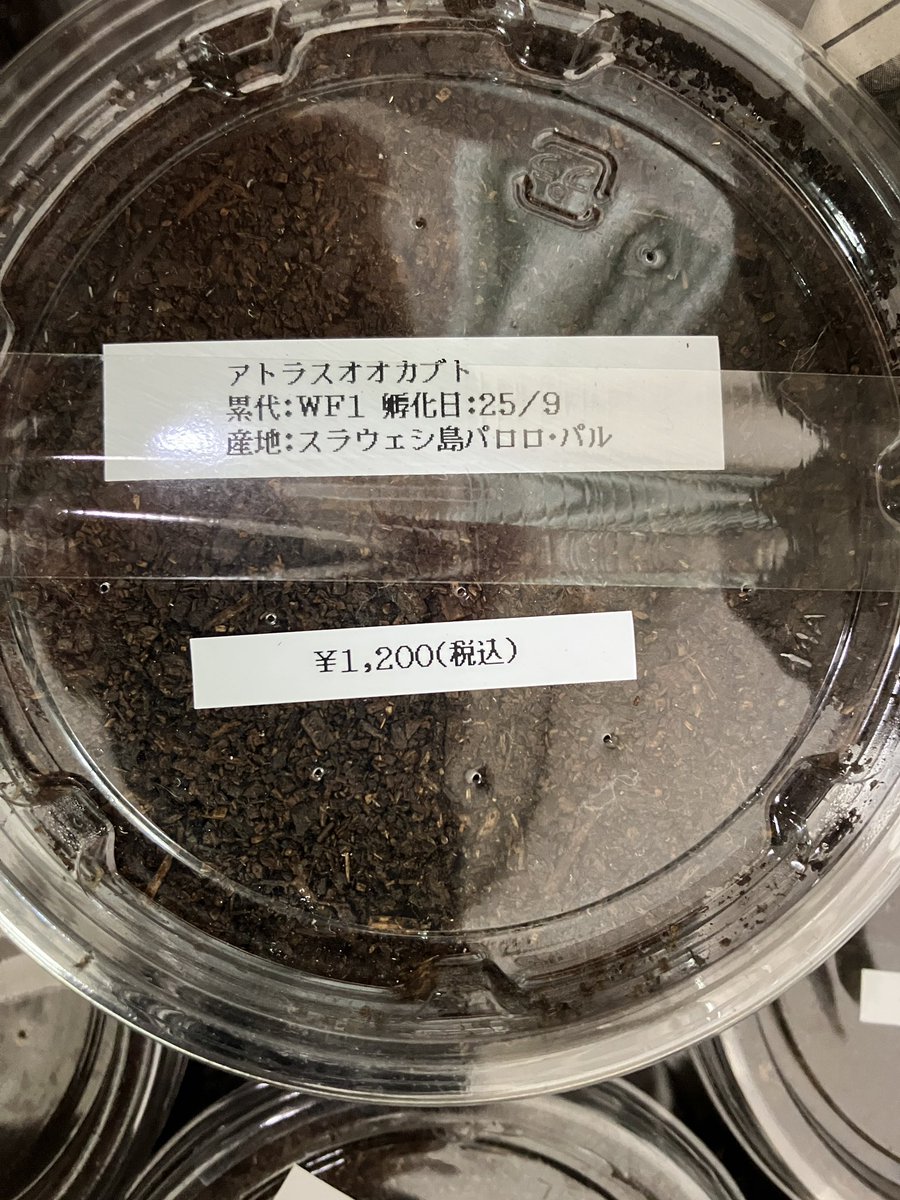 asahihkm's tweet image. アトラスは初。コーカサスは羽が色虫系で好みだった。アトラスはどんなだろう？ポリトゥスツヤカブトは去年のにも入ってた！日本のカブトそっくりで混ぜるな危険で成虫まででブリードはしませんでした。#福袋　#KMY #カブト