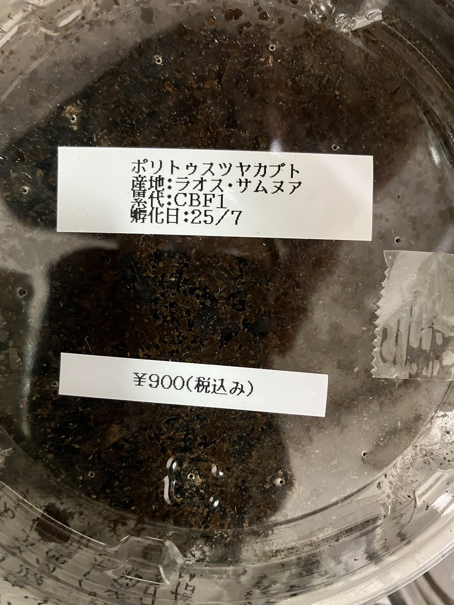 asahihkm's tweet image. アトラスは初。コーカサスは羽が色虫系で好みだった。アトラスはどんなだろう？ポリトゥスツヤカブトは去年のにも入ってた！日本のカブトそっくりで混ぜるな危険で成虫まででブリードはしませんでした。#福袋　#KMY #カブト